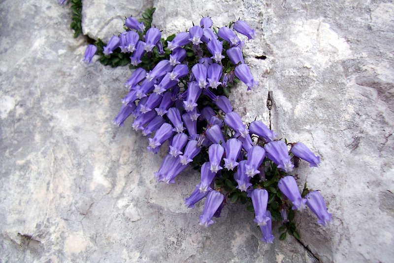 01_Campanula zoysii - Marco Di Lenardo.jpg