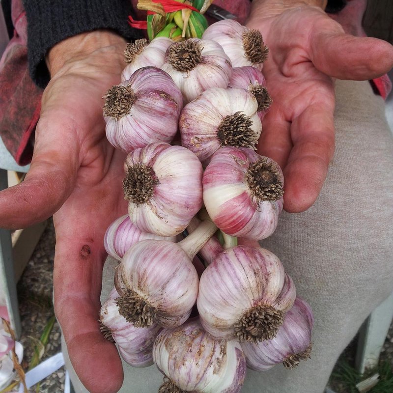 Aglio_di_Resia_02.jpg
