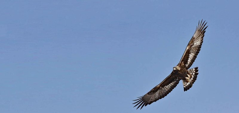 Aquila_Ph Fulvio Genero