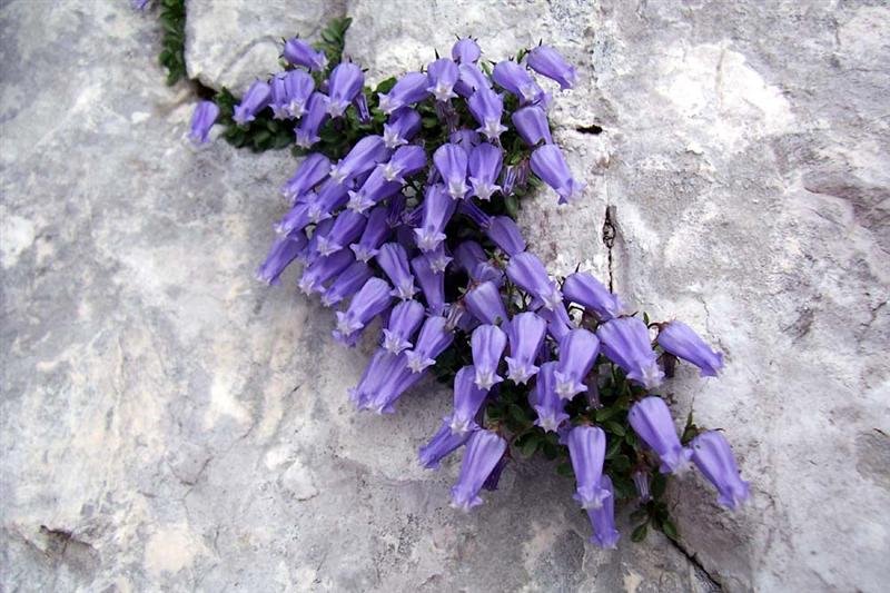 Campanula_zoysii_-_Marco_Di_Lenardo.jpg