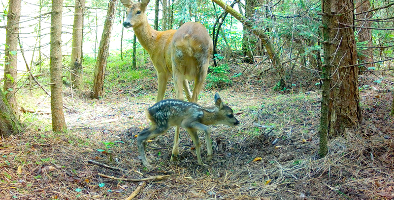 Capriolo con piccolo - Archivio progetto MOM-PG, Università degli Studi di Trieste