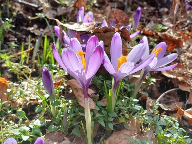 Crocus heuffelianus_ph Nicola Carbone