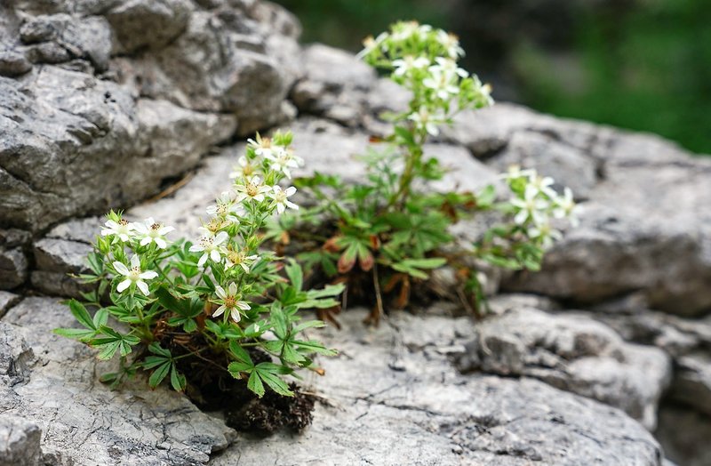 flora_Val_Alba