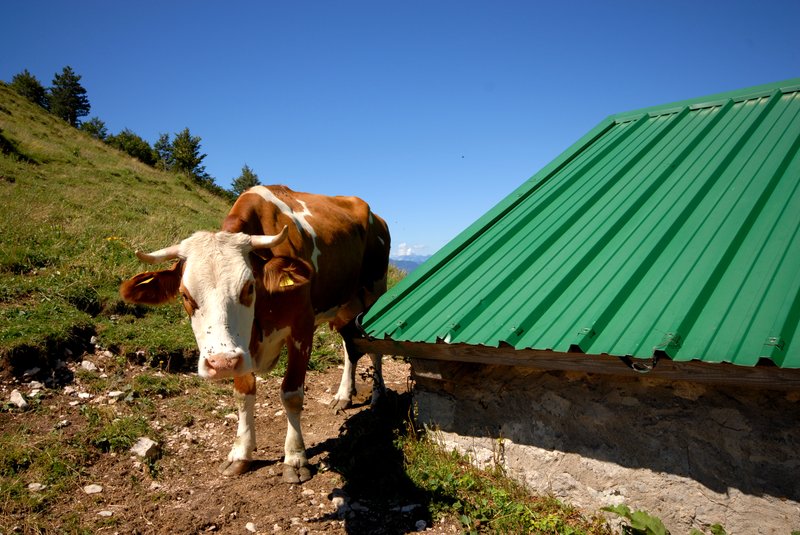 Mucca_malga_Confin