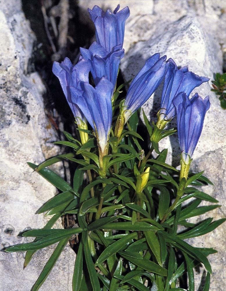 Gentiana_froelichii_-_Giuliano_Mainardis.jpg