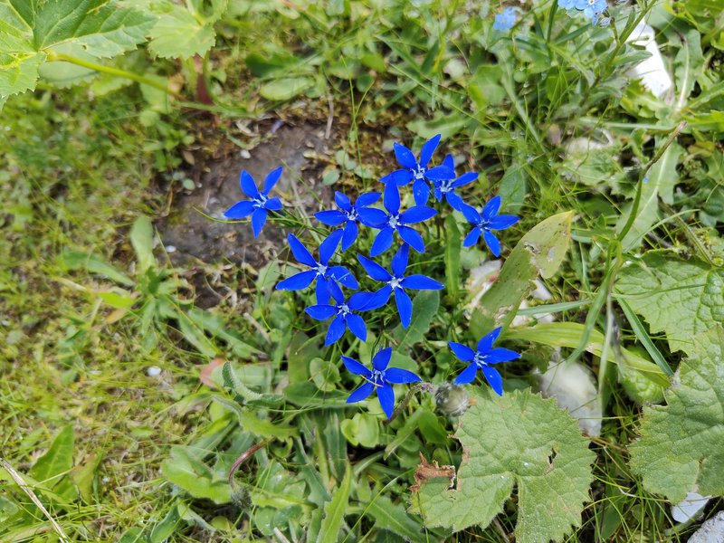 Gentiana_pumila_ph_Patrizia Zanetti