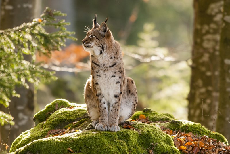 Lince_Ph_Gabriele Bano.jpg