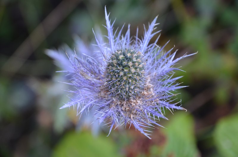 Eryngium_ph_Marco Di Lenardo