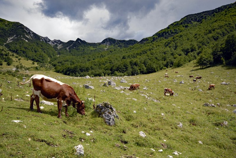 Malga Coot pascoli - Marco Di Lenardo.jpg