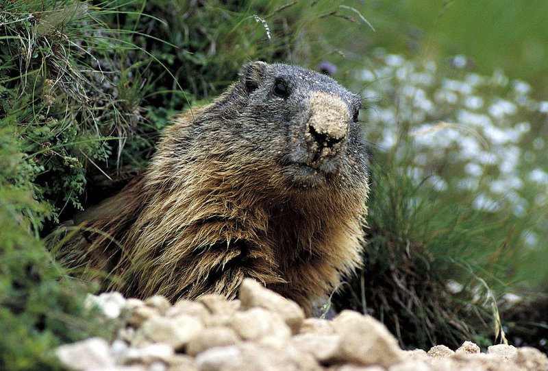 Marmotta_-_Fulvio_Genero.jpg