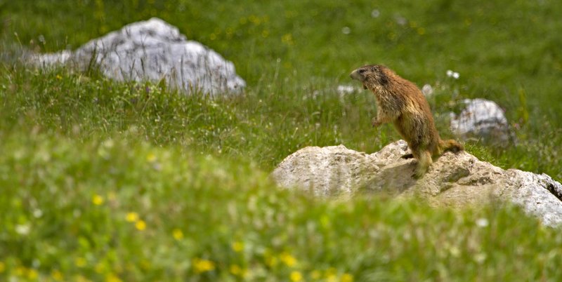 Marmotta_Ph_Daniele Buttolo.jpg