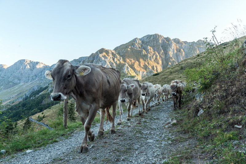 Mucche_Foto di Graziano Soravito