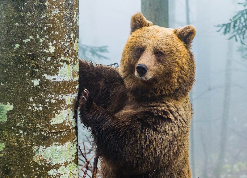 Orso Bruno_Ph Luciano Mattighello