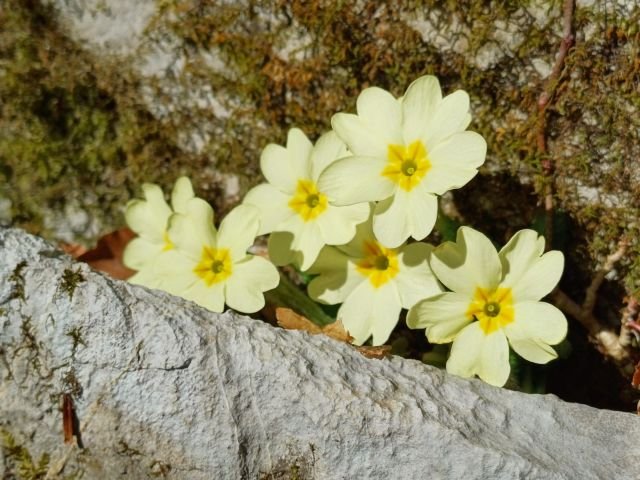 Primula acaulis ph Nicola Carbone