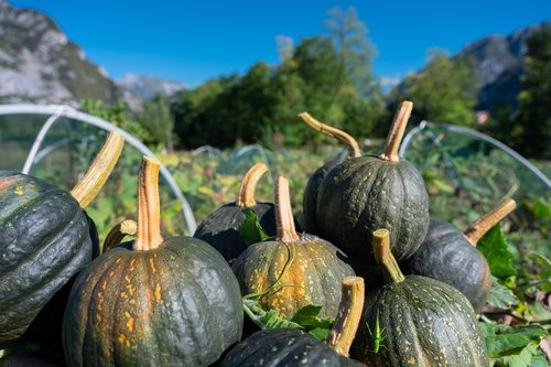 Zucca di Venzone