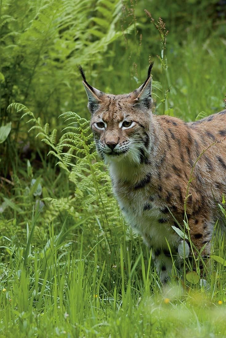 bebe_lince_2.jpg