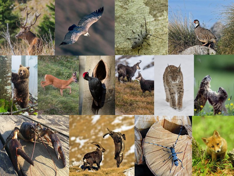 composizione_Fauna.jpg