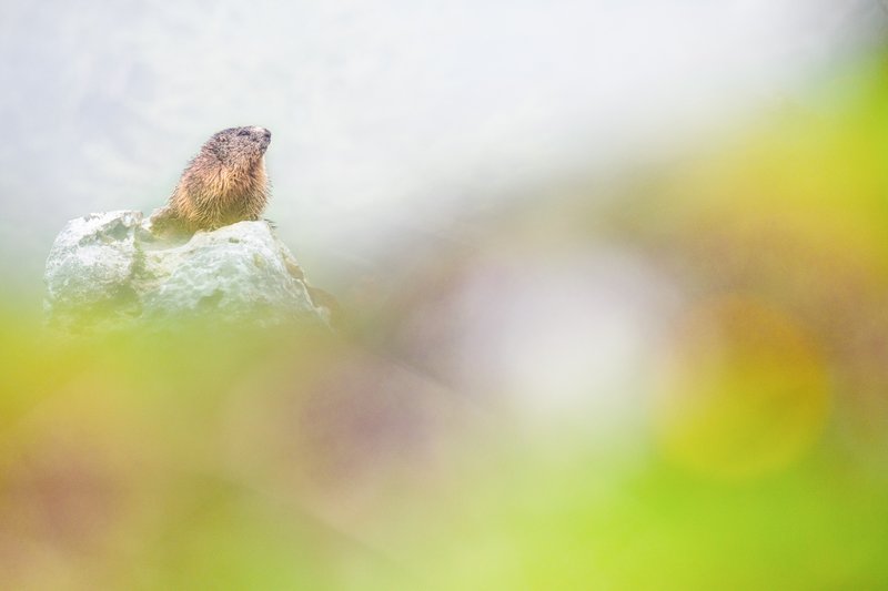 marmotta sfocata.jpg